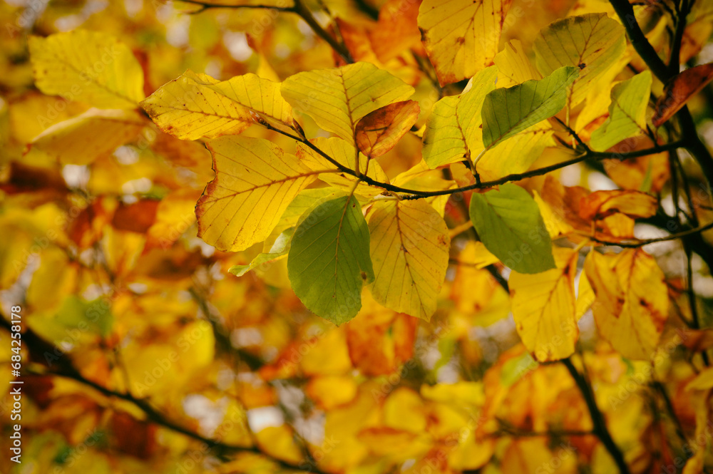 Beautiful colorful leaves on a branch in autumn Beautiful colorful leaves on a branch in autumn