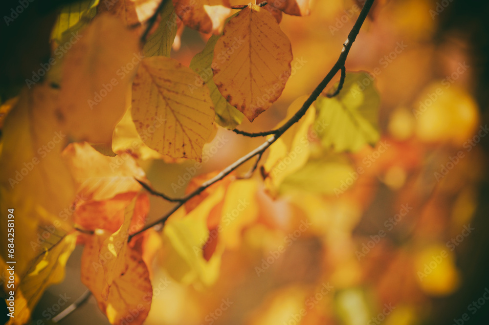 Beautiful colorful leaves on a branch in autumn Beautiful colorful leaves on a branch in autumn
