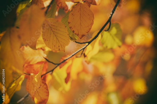 Beautiful colorful leaves on a branch in autumn