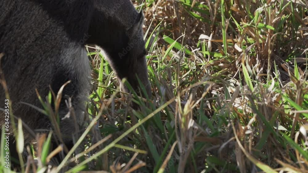giant anteater walking over a meadow of a farm in the southern Pantanal. Myrmecophaga tridactyla, also ant bear, is an insectivorous mammal native to Central and South America. giant anteater walking over a meadow of a farm in the southern Pantanal. Myrmecophaga tridactyla, also ant bear, is an insectivorous mammal native to Central and South America.