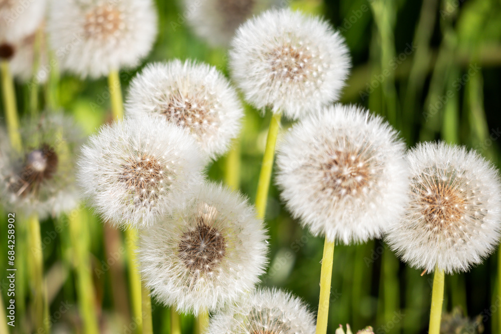 white milky fluffy balls on green stalks on grass background white milky fluffy balls on green stalks on grass background