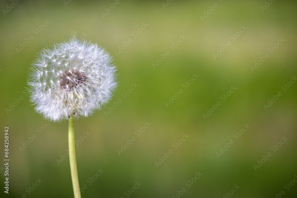 white dandelion flower like ball on green stem and blurred green background white dandelion flower like ball on green stem and blurred green background