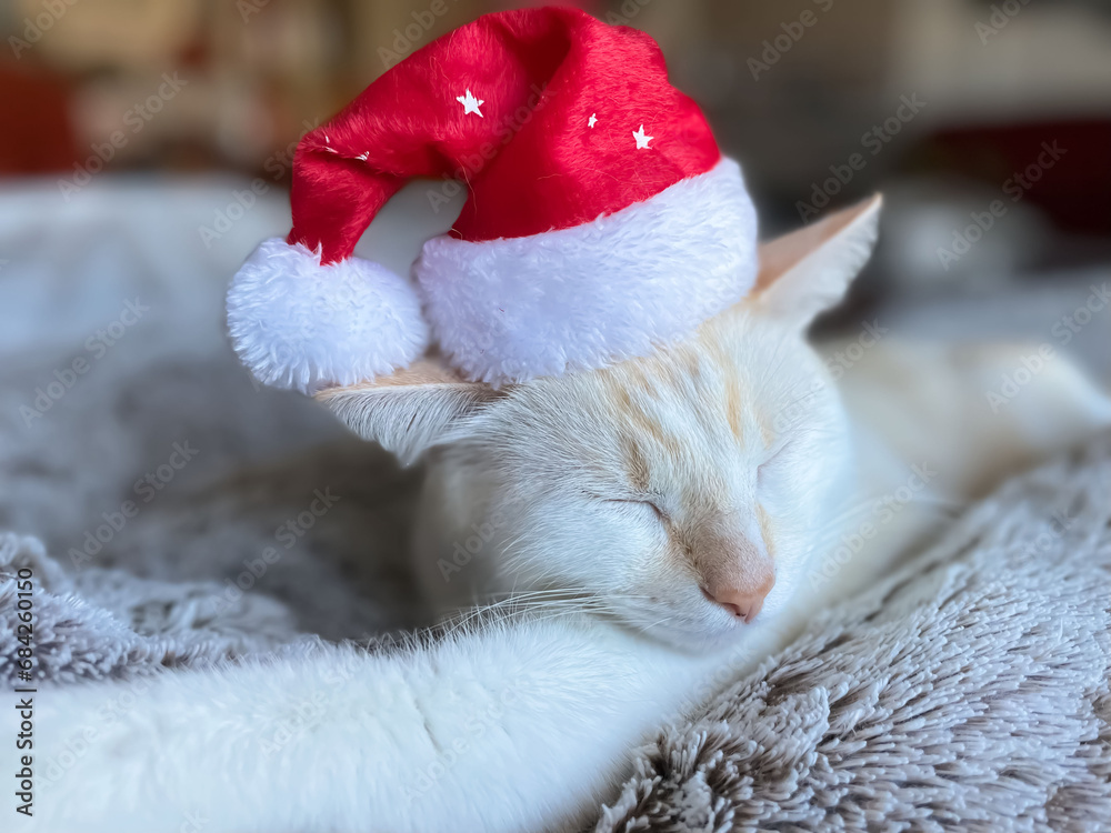 Noël douillet pour chat