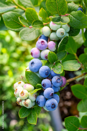 Blueberry farm with bunch o...