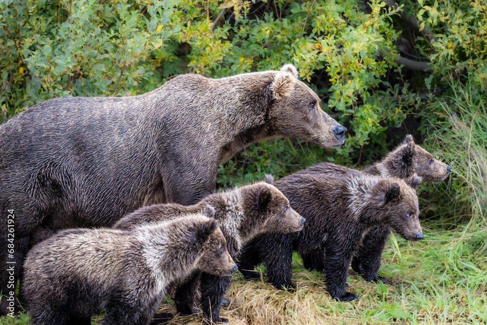 Fototapeta premium Brown bear family