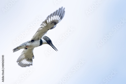 A belted kingfisher (Megaceryle alcyon) in flight, hovering in midair, presumably looking for prey below, in Sarasota County, Florida photo