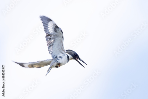 A belted kingfisher (Megaceryle alcyon) in flight, hovering in midair, presumably looking for prey below, in Sarasota County, Florida photo