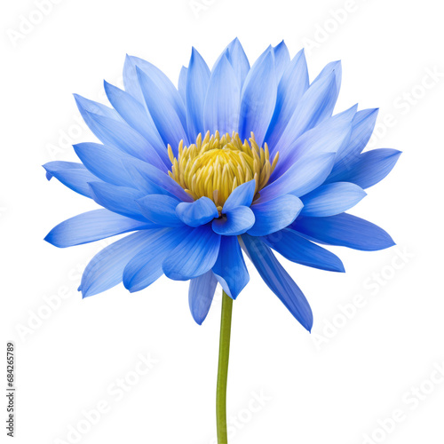 blue lotus flower isolated on transparent background cutout