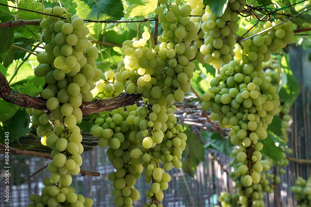 bunches of grapes on branches
