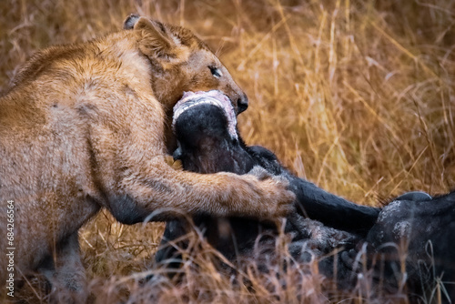 Tablou pe pânză Young lion devouring a Buffalo kill at Masai Mara, Kenya