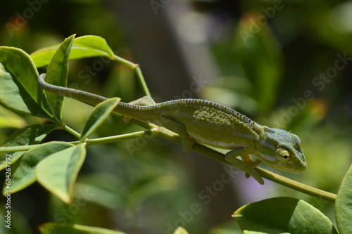 chameleon walking on a branch