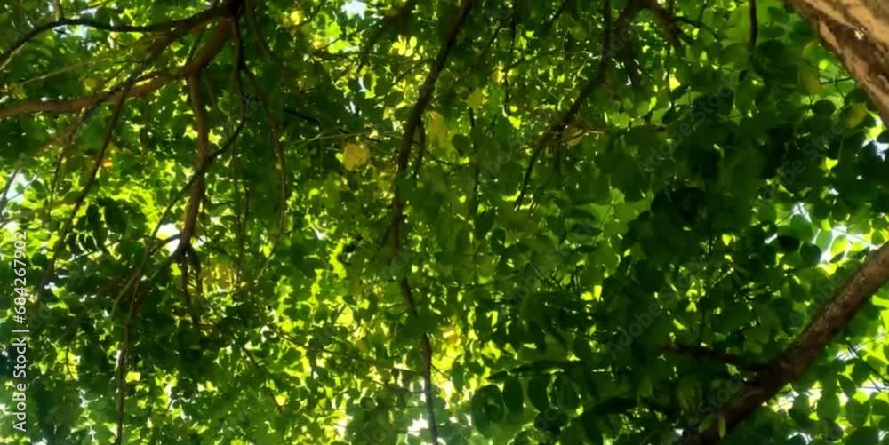 The dense foliage and trees make the atmosphere cool and comfortable The dense foliage and trees make the atmosphere cool and comfortable