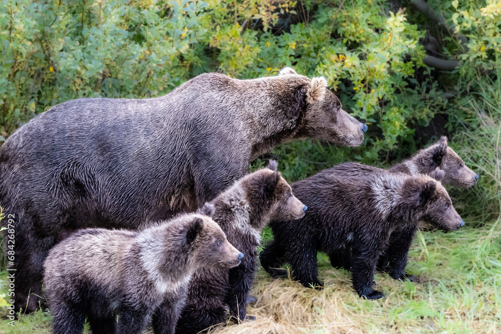 Fototapeta premium Family #94