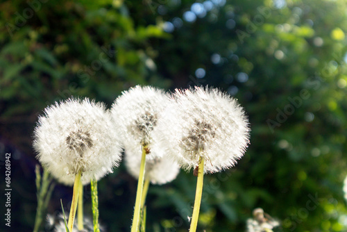 four white dandelion balls on a background of green leaves and wood