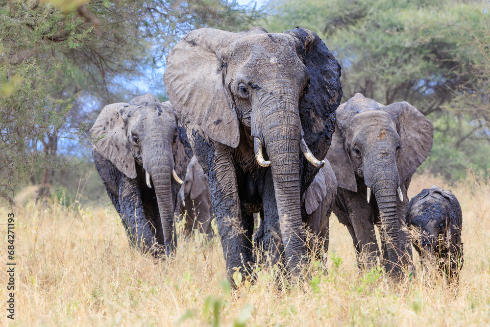 Fototapeta premium Elephant Group