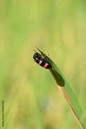 closeup the orange black color firefly beetle insect hold on paddy plant leaf soft focus natural green brown background.