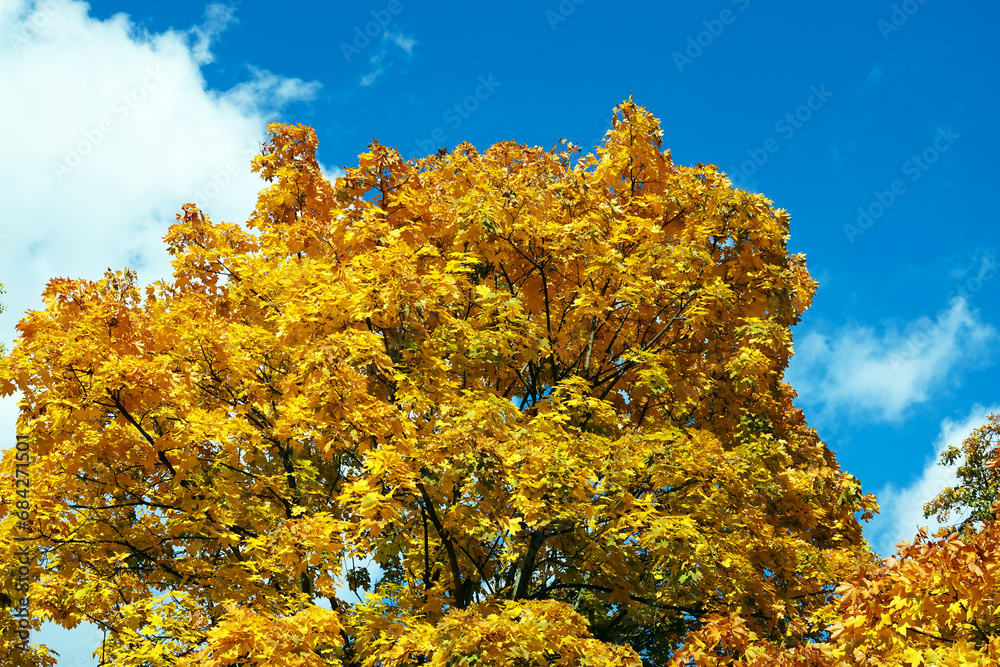 Fototapeta premium Yellow autumn leaves on tree branches