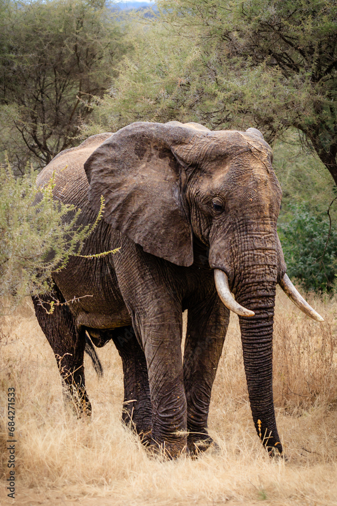 Obraz premium Big elephant