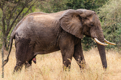 Young elephant bull photo