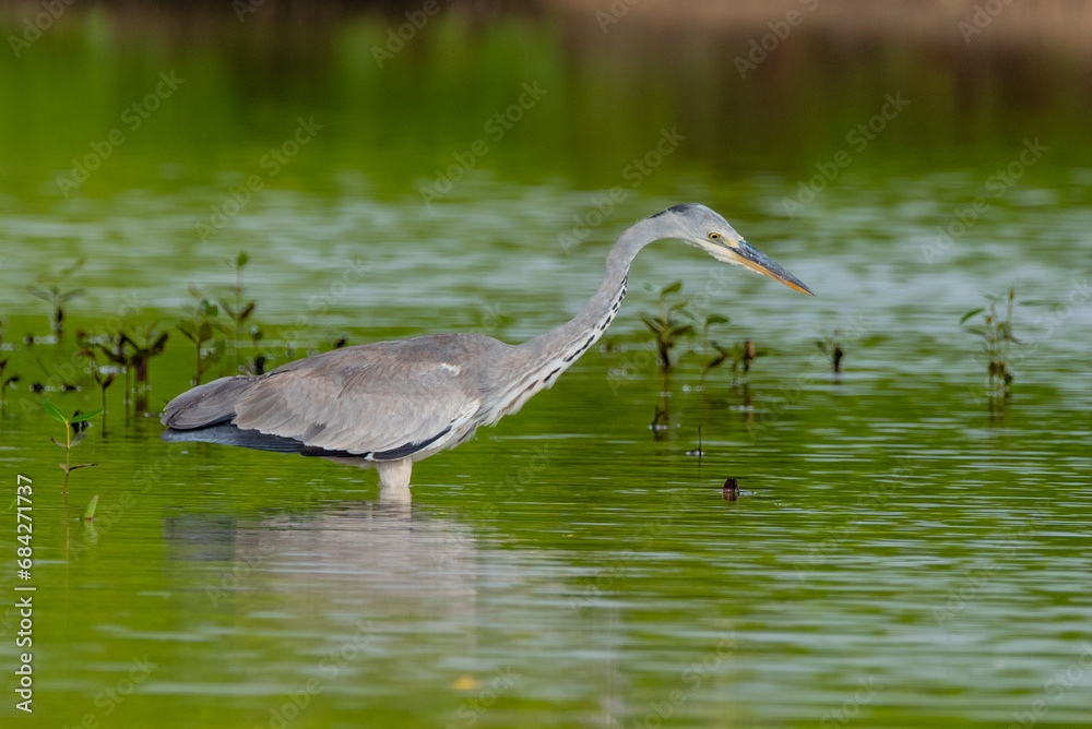 Obraz premium A GRAY HERON ,it does hunt mostly along river banks, it was short in east Africa coast Kenya Mombasa