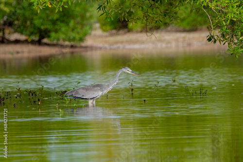 A GRAY HERON  it does hunt mostly along river banks  it was short in east Africa coast Kenya Mombasa