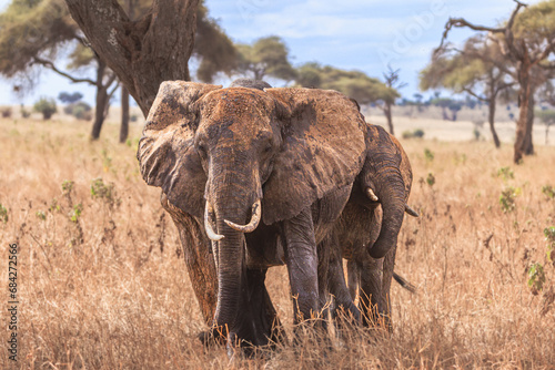 Elephants photo