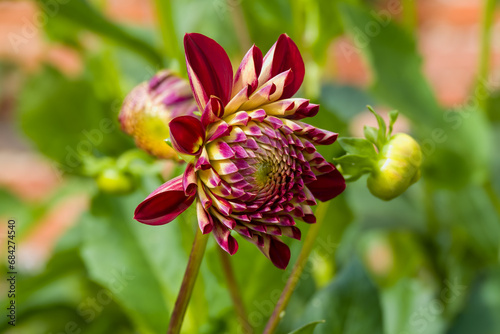 close up of red dahlia flower head coming out of bud