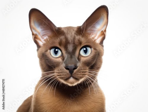 Burmese Cat, Studio Shot Isolated on Clear Background, Generative AI