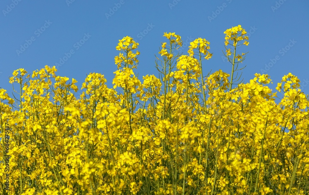 Rapeseed flower canola or colza in latin Brassica Napus Rapeseed flower canola or colza in latin Brassica Napus