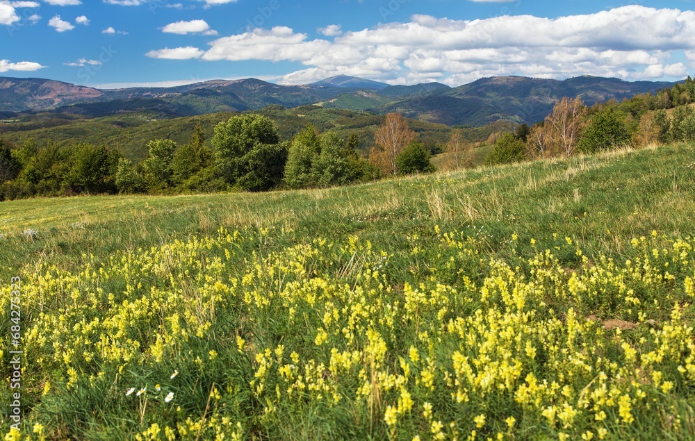 yellow flowering meadow and mount Kralova Hola