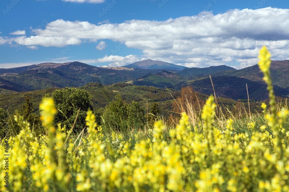 yellow flowering meadow and mount Kralova Hola