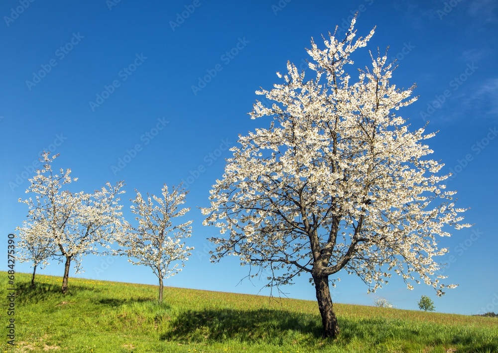 flowering cherry trees alley in latin Prunus cerasus flowering cherry trees alley in latin Prunus cerasus