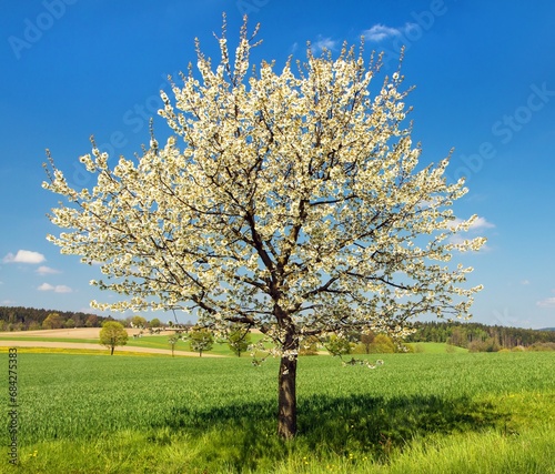 Cherry tree beautiful flowering tree prunus cerasus photo