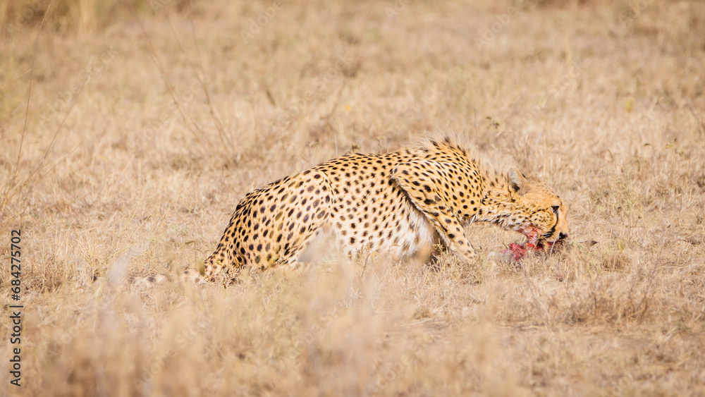 Naklejka premium Feeding cheetah