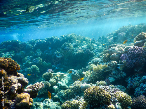 Red Sea wonderful coral reef life