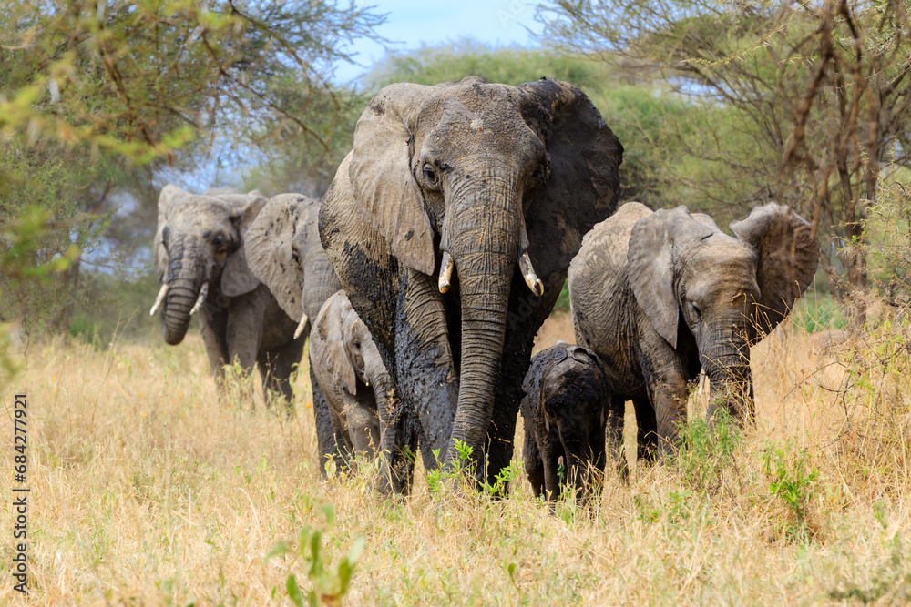 Fototapeta premium Elephant Group
