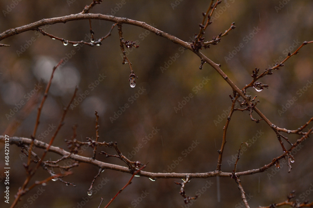 raindrops on tree branch, autumn rainy day, weather. raindrops on tree branch, autumn rainy day, weather.