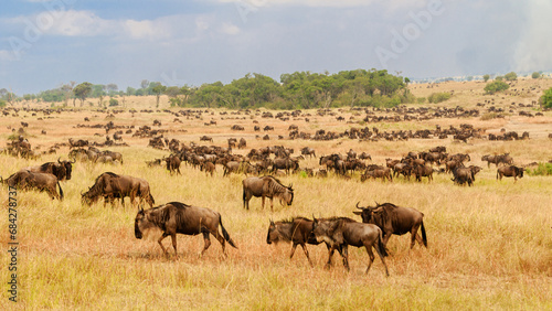 Wildebeest Herd