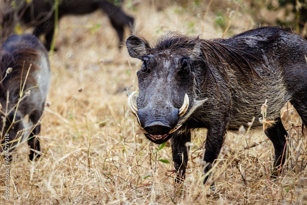 Fototapeta premium Grinning warthog