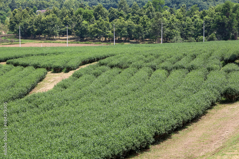 View of beautiful landscape Tea Plantation at thailand