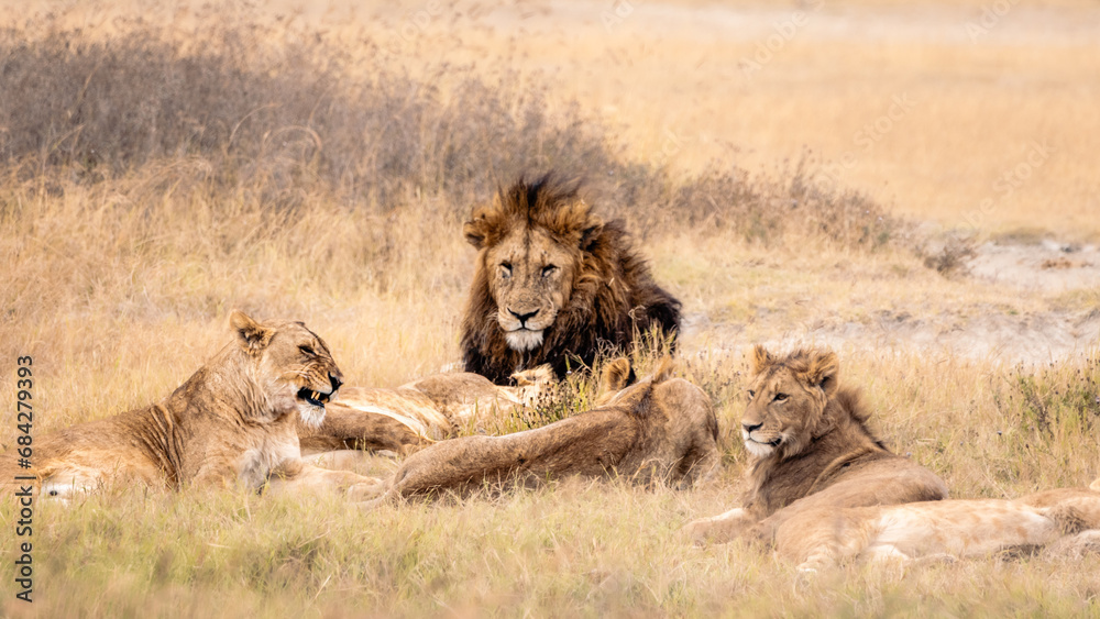 Fototapeta premium Wildlife, Safari, Ngorongoro Crater, Ngorongoro National Park, Tanzania, July 2023,.More stuff: www.wortsucher.de