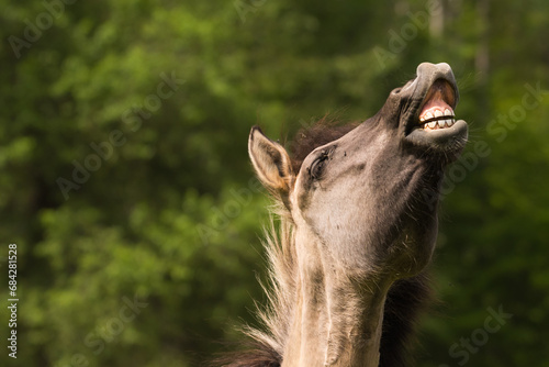Konik horse, flehmen  © Michael Schroeder