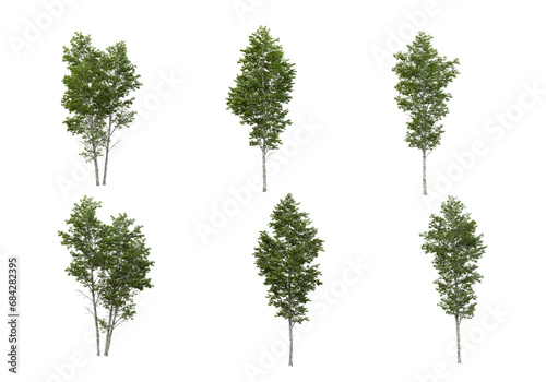 Variety of tall trees on transparent background