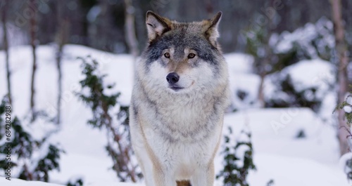 a large grey wolf walking on snow covered ground next to trees