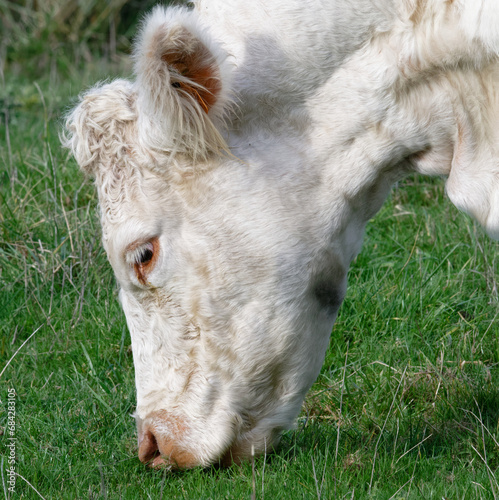 vache et veau
 photo