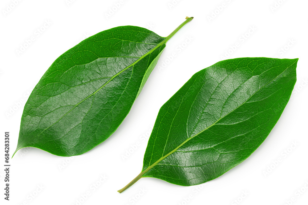 Fototapeta premium leaves of persimmons isolated on white background. clipping path