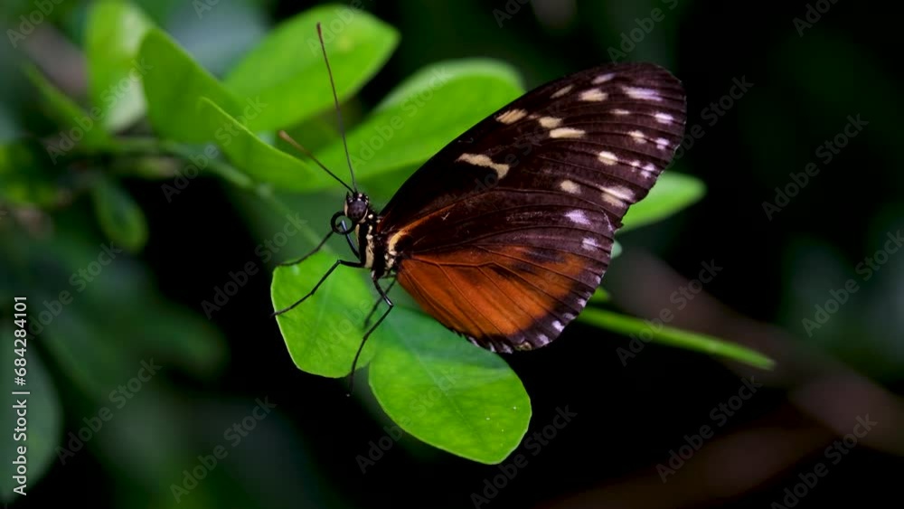 Victoria Butterfly Gardens a species of butterfly belonging to the family Nymphalidae Victoria Butterfly Gardens a species of butterfly belonging to the family Nymphalidae
