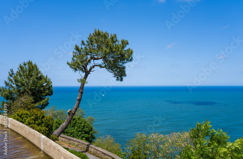 Lonesome tree hovering over the Cantabrian sea under a blue sky with a sailing boat at the horizon, San Sebastían, Basque country Spain