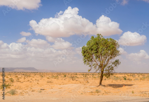 The lonely tree in the middle of Sahara desert during the hot summer in southern Tunisia (town of Tataouine). photo