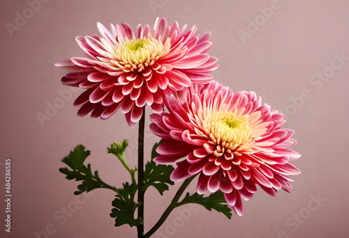 chrysanthemum flower in minimal style